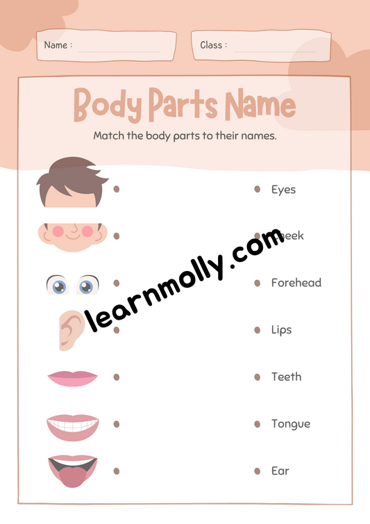 Parts of the Body- Matching Worksheet